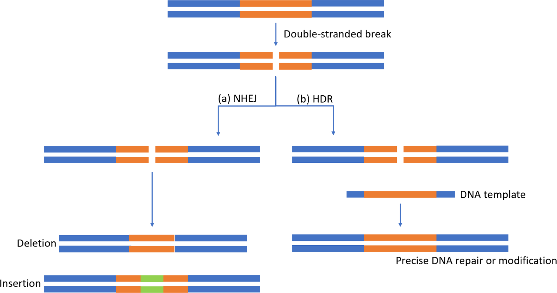 Figure 2: