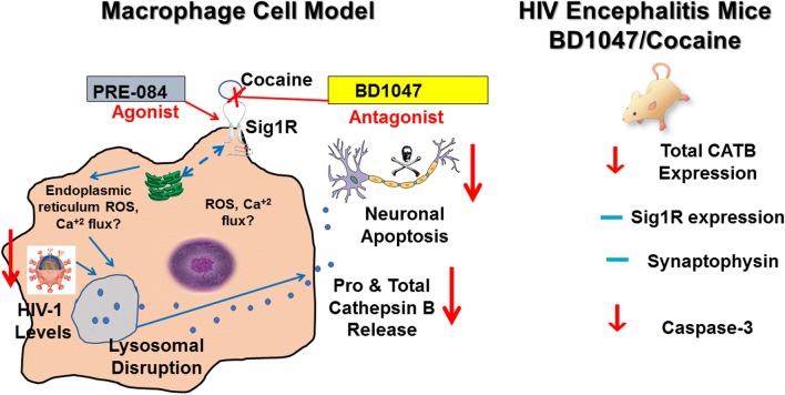 Graphical Abstract