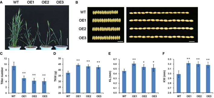 Figure 3