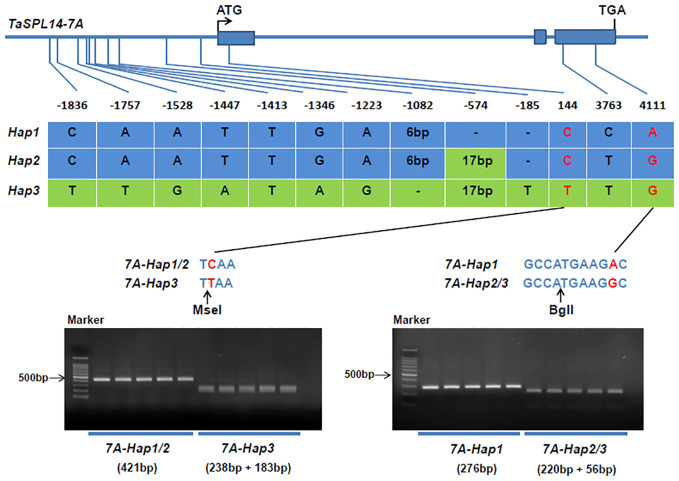 Figure 4