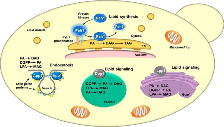 Figure 4.