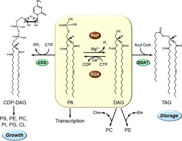 Figure 1.