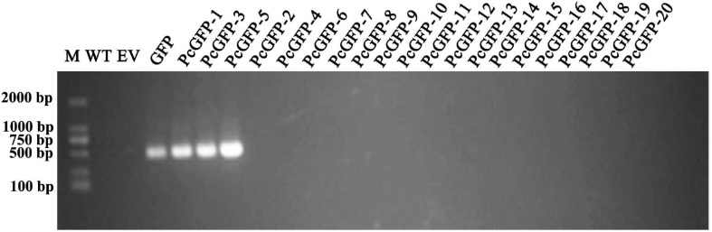 FIGURE 4
