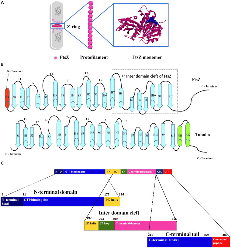 FIGURE 1