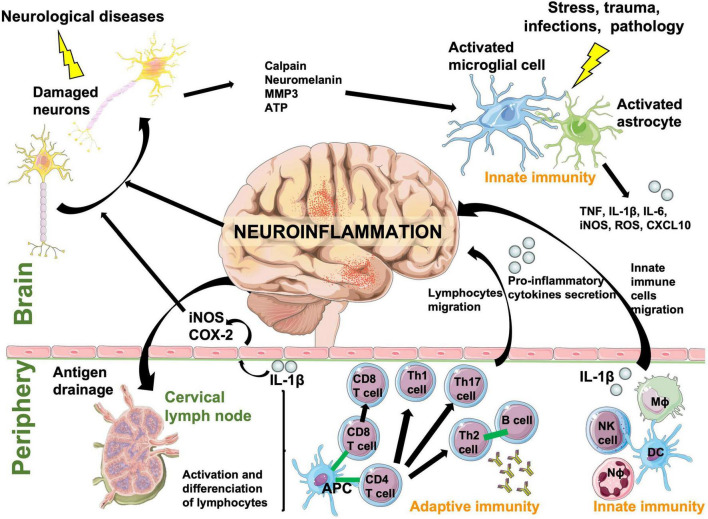 FIGURE 2