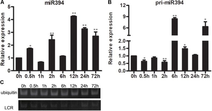 FIGURE 3