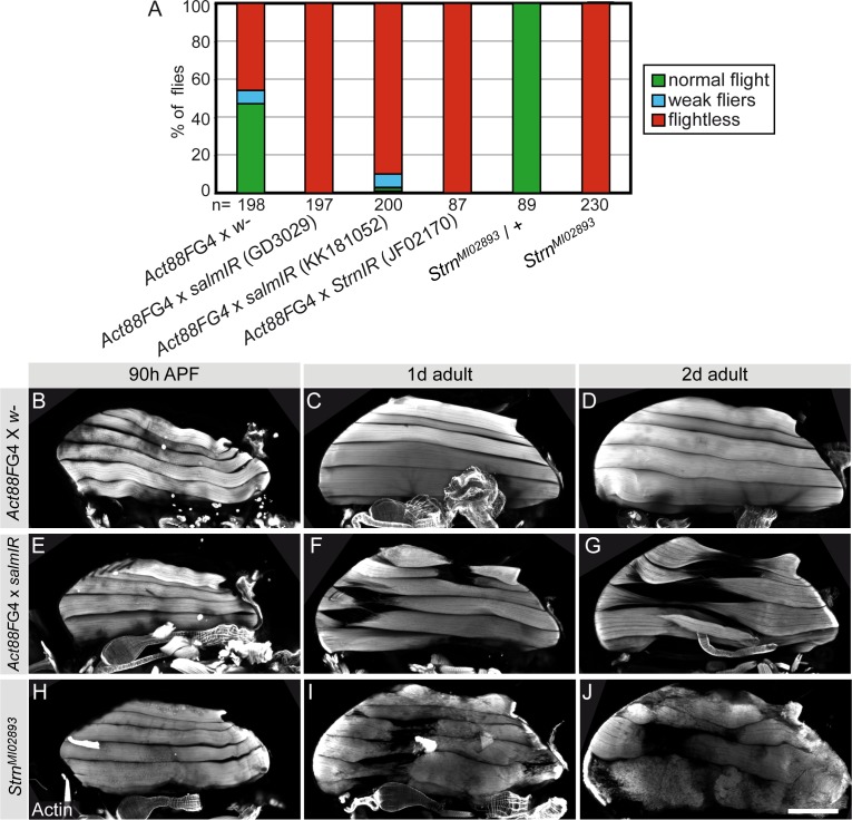 Figure 7—figure supplement 1.