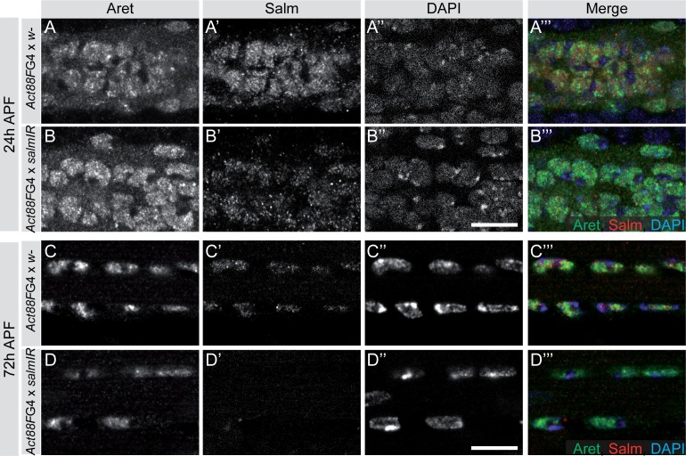 Figure 6—figure supplement 2.