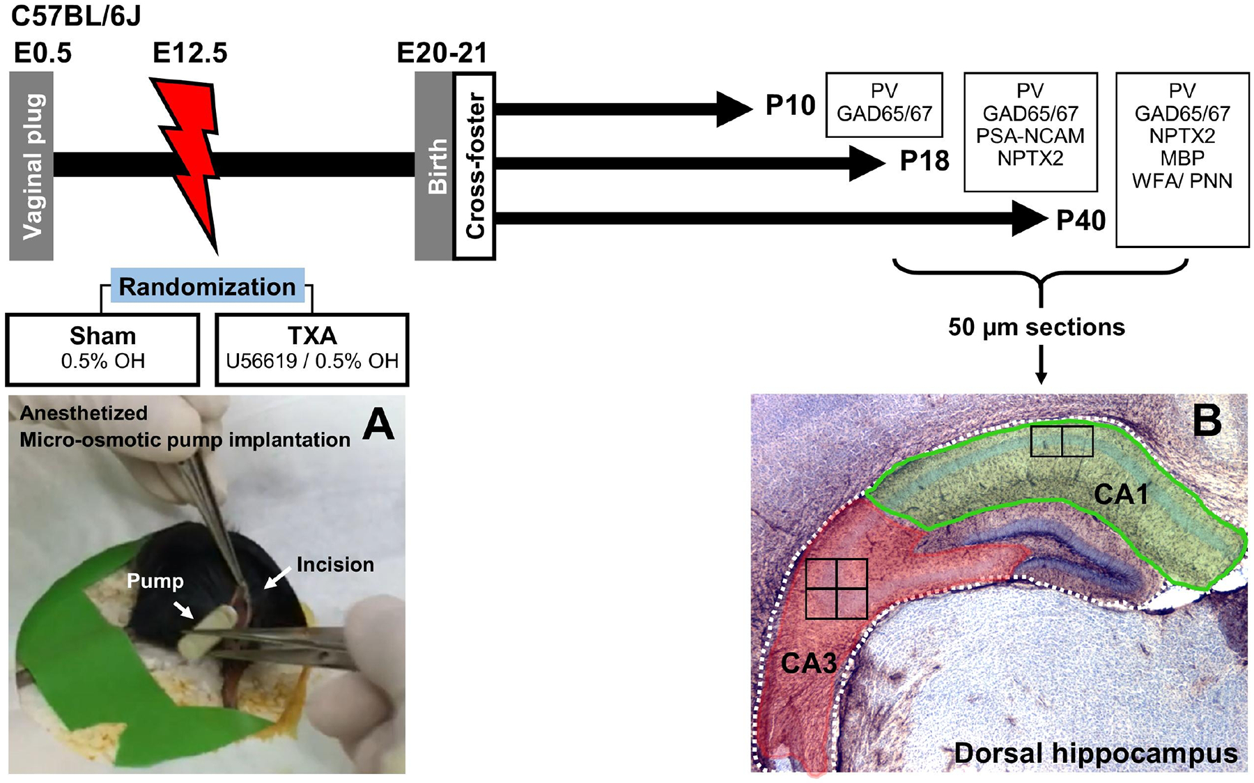 FIGURE 1.