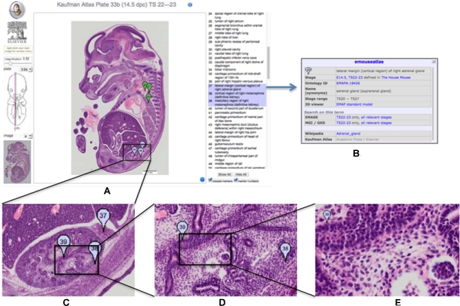 Figure 1: