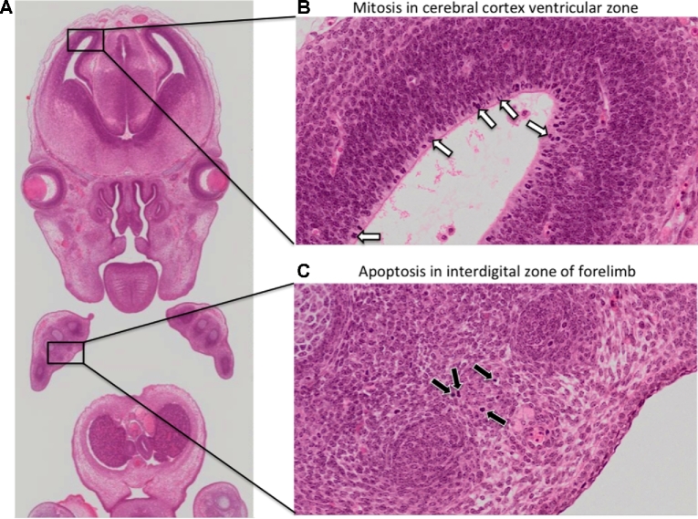 Figure 2: