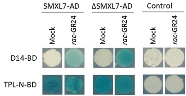 FIGURE 3