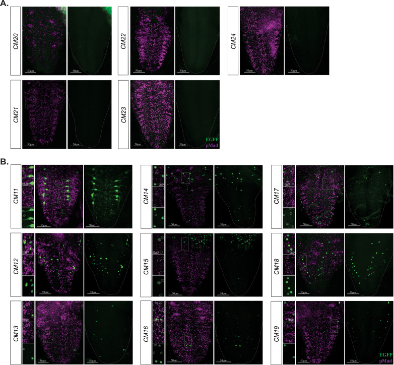 Figure 6—figure supplement 1.