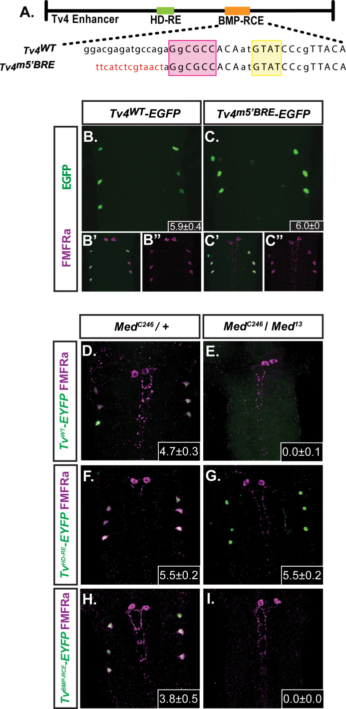 Figure 1—figure supplement 1.