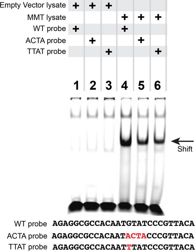 Figure 4—figure supplement 1.