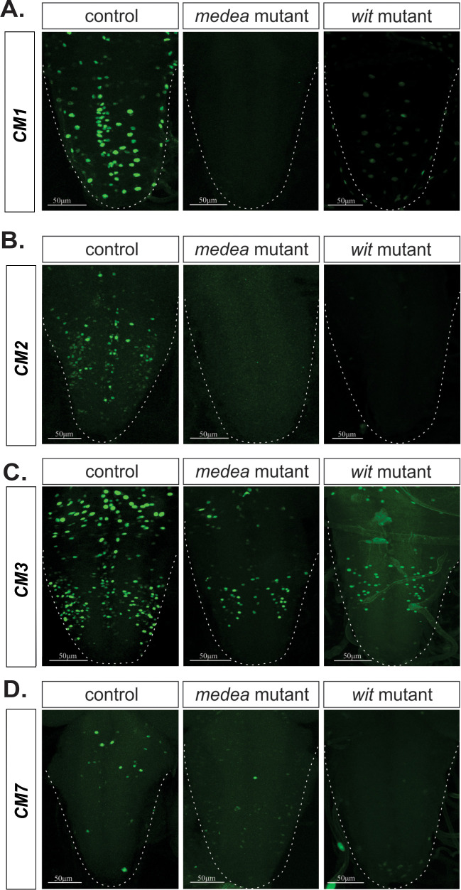 Figure 7—figure supplement 1.