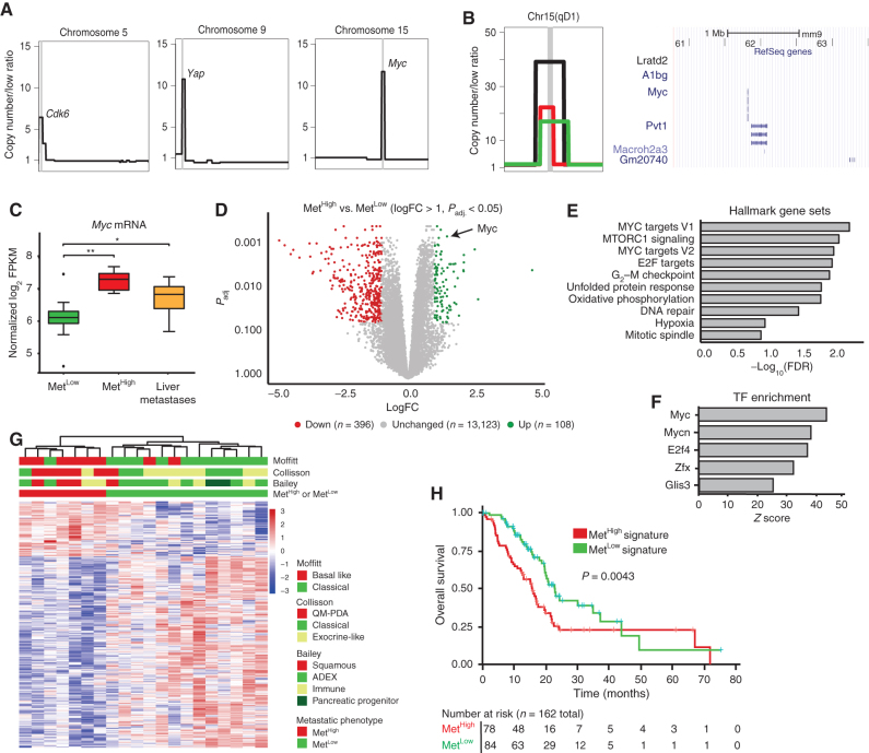 Figure 3. The MetHigh phenotype is associated with focal, high-amplitude Myc amplifications and elevated expression. A, Schematic representation of focal amplifications identified in profiled primary tumors. Vertical gray line denotes the location of amplicon and likely driver gene. B, Zoomed-in schematic representation of three identified Myc amplicons in MetHigh tumors illustrating the focal and high-amplitude nature of the event (left). Each event (amplicon) is illustrated by a different colored segment line. The shared amplified region between the different amplicons is denoted by the chromosomal cytoband top of panel and illustrated in a UCSC Genome Browser view (right) with RefSeq genes, including Myc, illustrated. C, Box-and-whisker plot showing Myc mRNA levels in MetHigh tumors (n = 7) and paired metastases (n = 34) compared with MetLow tumors (n = 13). FPKM, fragments per kilobase of exon per million. D, Volcano plot illustrating genes meeting cutoffs for differential expression [log fold change (logFC) >1, Padj. < 0.05] between MetHigh and MetLow tumors (n = 20 tumors used in the comparison). Genes upregulated in MetHigh tumors are highlighted in green, and genes upregulated in MetLow tumors are highlighted in red. E, Top 10 hallmark gene sets identified as enriched in MetHigh tumors compared with MetLow tumors using all differentially expressed genes (DEG; Padj. < 0.05). F, Top five transcription factor (TF) binding sites enriched in DEGs in MetHigh tumors compared with MetLow tumors (Padj. < 0.05) identified by Metacore prediction software. G, Heat map showing unsupervised clustering of DEGs (logFC >1, Padj. < 0.05) between MetHigh and MetLow tumors (n = 20) and their association with PDAC transcriptional subtypes previously reported by Collisson and colleagues (42), Moffitt and colleagues (15), and Bailey and colleagues (16). ADEX, aberrantly differentiated endocrine exocrine; QM-PDA, quasi-mesenchymal-pancreatic ductal adenocarcinoma. H, Kaplan–Meier analysis showing overall survival of patients with PDAC in the TCGA cohort stratified into those with a MetHigh signature (red line) versus those with a MetLow signature (green line). Signature based on DEGs with absolute logFC >0.58 and Padj. < 0.05 (736 up- and 1,036 downregulated genes). Statistical analysis in C was performed by Wilcoxon test (*, P = 3.9 × 10−4; **, P = 5.3 × 10−5). Box and whiskers represent median mRNA expression and interquartile range. Statistical analysis in H was performed by log-rank test.