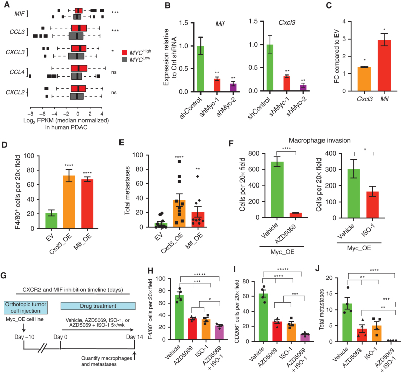 Figure 6. MYC acts through CXCL3 and MIF to promote macrophage recruitment and metastasis. A, Expression of selected cytokines/chemokines in human PDAC. Samples from the COMPASS cohort (enriched for tumor cells by laser capture microdissection) were stratified into MYC-high and MYC-low groups based on RNA-seq (n = 373) and assessed for the expression of five chemokines/cytokines identified as significantly upregulated in MetHigh versus MetLow tumors (Supplementary Fig. S8A). FPKM, fragments per kilobase of exon per million. B, Relative expression of Mif and Cxcl3 in control or Myc knockdown [short hairpin RNA (shRNA)] MetHigh cell line 850_MetHigh_4. Data are representative of two independent Myc shRNAs (n = 3 biological replicates). C, Bar graph showing fold increase in Cxcl3 and Mif mRNA levels comparing Myc_OE to EV control cell lines. Data are representative of two independent cell lines (n = 3 biological replicates). D, Quantification of total F4/80+ tumor-infiltrating macrophages by immunoflourescence in cell lines that were stably transduced with either a Cxcl3 or Mif overexpression construct (Cxcl3_OE and Mif_OE, respectively) or empty vector (EV), with n = 4 tumors examined from each group with four to five random fields of view analyzed. E, Quantification of total metastases (liver and lung) following orthotopic transplantation of EV, Cxcl3_OE, or Mif_OE orthotopic tumors from D. Data were pooled from two independent MetLow lines transduced with the Cxcl3_OE, Mif_OE, or EV construct transplanted into five NOD.SCID mice (for each cell line). Each dot represents an independent animal. F, Quantification of macrophages that migrated across a transwell filter following coculture with 832 Myc_OE tumor cells treated with either a Cxcr2 inhibitor (AZD5069) or a MIF inhibitor (ISO-1). Data are representative of two independent experiments, including three replicates with four to five 20× images taken per transwell. G, Schematic outline of the CXCR2 and MIF inhibitor experiment. Mice were orthotopically implanted with 832 Myc_OE cells and after 10 days were treated with a CXCR2 inhibitor (AZD5069), MIF inhibitor (ISO-1), combination (AZD5069 + ISO-1), or vehicle. Metastases and macrophages were quantified 14 days later. H and I, Quantification of F4/80+ (H) and CD206 (I) macrophages in orthtotopic tumors following the CXCR2 and MIF strategy outlined in G (n = 4 tumors per group; four to five random fields of view analyzed; each dot represents an independent animal). J, Quantification of total metastases (liver and lung) following the CXCR2 and MIF strategy outlined in G (n = 4 control mice, n = 4 AZD5069 mice, n = 4 ISO-1 mice, and n = 4 AZD5069 + ISO-1 mice; each dot represents an independent animal). Statistical analysis by Student t test with significance indicated (*, P < 0.05; **, P < 0.01; ***, P < 0.007; ****, P < 0.0005; *****, P < 0.0001; ns, not significant). Error bars indicate SEM.