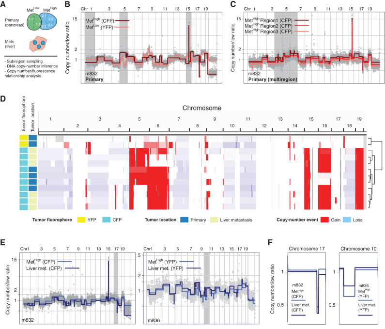 Figure 2. SCNA analysis confirms fluorescence-based lineage relationships and reveals genetic heterogeneity in paired primary pancreatic tumors and liver metastases. A, Schematic representation of KPCXY pancreatic tumor and matching liver metastases with multiregion sampling for copy-number sequence analysis. B, Representative genome-wide copy-number profiles of MetHigh (CFP+ fluorescence) and MetLow (YFP+ fluorescence) tumors from mouse 832 (m832) as depicted in Fig. 1E. Gray shading denotes alterations that are unique to the MetHigh (CFP+) tumor. The y-axis illustrates normalized read count values (low ratio), which are directly proportional to genome copy number at a given chromosomal location. The copy-number profiles are centered around a mean of 1 with gains and deletions called for segments with values higher and lower than the mean, respectively (Methods). C, Representative genome-wide copy-number profiles of three subsampled tissue regions of the MetHigh (CFP+) primary tumor from m832. Gray shading denotes alterations that are found heterogeneously from multiregion sequencing of the primary tumor. D, Genome-wide heat map with hierarchical clustering based on copy-number alterations of matched primary and metastatic samples profiled from m832. E, Representative genome-wide copy-number profiles of fluorescently matched primary and metastatic tissue from two profiled mice (m832, left; m836, right), illustrating the shared clonal genetic lineage. F, Zoomed-in chromosomal views of copy-number alterations with distinguishing breakpoint patterns supporting shared genetic lineage. Panels are ordered as in E.