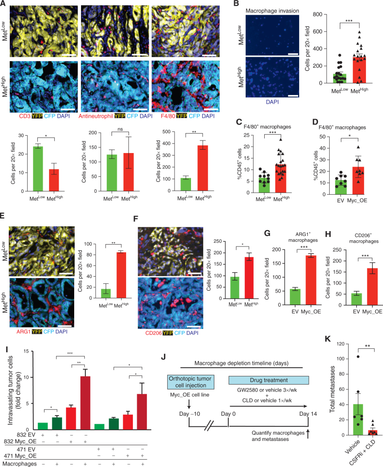 Figure 5. MYC recruits prometastatic macrophages to the tumor microenvironment. A, Representative immunofluorescence images (top) and quantification (bottom) of T cells (CD3+), neutrophils (antineutrophil antibody+), and macrophages (F4/80+) in primary KPCXY tumors categorized as MetLow or MetHigh, with quantification below (n = 3 mice for each subgroup and four to five random fields of view analyzed). B, Representative immunofluorescence images (left) and quantification (right) of macrophages that have migrated across a transwell filter following coculture with MetHigh or MetLow tumor cells (n = 2 MetLow and n = 2 MetHigh cell lines used; three replicates per cell line with three 20× images taken per transwell; each dot represents quantification of an independent image). C, Quantification of tumor-infiltrating macrophages (as a percentage of total CD45+ cells) in MetLow or MetHigh subcutaneous tumors assessed by flow cytometry (n = 5 MetHigh cell lines and n = 3 MetLow cell lines; two NOD.SCID mice examined per cell line with two tumors per mouse; each dot represents an independent tumor). D, Quantification of tumor-infiltrating macrophages (as a percentage of total CD45+ cells) in Myc_OE or control (EV) subcutaneous tumors assessed by flow cytometry (n = 2 Myc_OE cell lines and n = 2 EV cell lines; two NOD.SCID mice examined per cell line with two tumors per mouse; each dot represents an independent tumor). E and F, Representative immunofluorescence images (left) and quantification (right) of Arg1+ (E) and CD206+ (F) TAMs in primary KPCXY tumors categorized as MetLow or MetHigh (n = 3 mice for each subgroup and four to five random fields of view analyzed). G and H, Quantification of Arg1+ (G) and CD206+ (H) TAMs in primary MYC_OE or control (EV) orthotopic tumors assessd by immunflourescence staining (n = 2 Myc_OE cell lines and n = 2 EV cell lines; two NOD.SCID mice examined per cell line; four to five random fields of view analyzed). I, Quantification of tumor cell intravasation from an iTEM assay. MYC_OE– or EV-transduced tumor cells were cultured in transwell filters seeded with an endothelial cell monolayer in the presence or absence of macrophages (see Methods). Tumor cells that traversed the endothelial layer were quantified and normalized to the EV control in the absence of macrophages for each of two MetLow tumor lines. J, Schematic outline of the macrophage depletion experiment. Mice were orthotopically implanted with Myc_OE cells (n = 2 independent cell lines), and after 10 days, tumor-bearing animals were treated with a combination of colony-stimulating factor receptor inhibitor (CSFRi; GW2580) and liposomal clodronate (CLD) or vehicle. Metastases were quantified 14 days later. K, Quantification of total metastases (liver and lung) following the macrophage depletion strategy outlined in J (n = 6 control mice and n = 7 GW2580 + CLD mice; each dot represents an independent mouse). Statistical analysis (A–H and K) by Student unpaired t test with significance indicated (*, P < 0.05; **, P < 0.005; ***, P < 0.0001; ns, not significant); statistical analysis (I) by two-way ANOVA (*, P < 0.05; **, P < 0.01; ***, P < 0.001). Error bars indicate SEM. Scale bars, 10 μm (A, E, and F) and 50 μm (B).