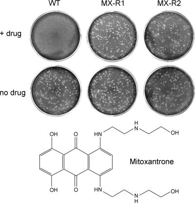 FIG. 6.