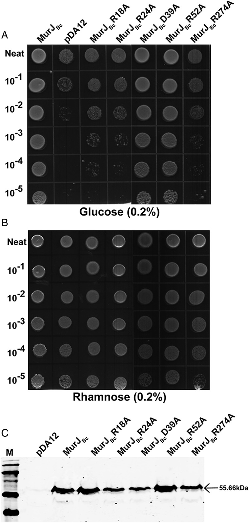 Fig. 9.