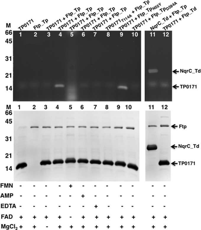 FIG 4 