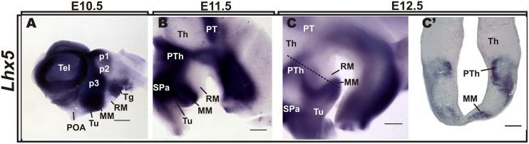 FIGURE 1