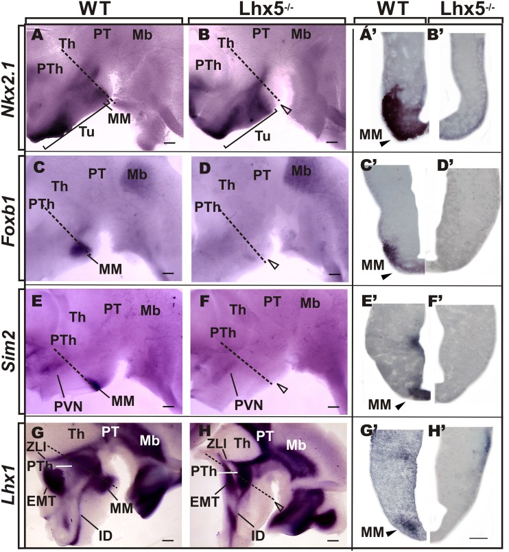 FIGURE 3