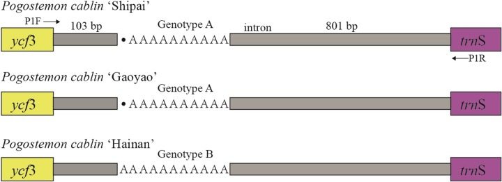 Fig 5