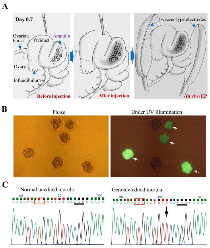 Figure 5