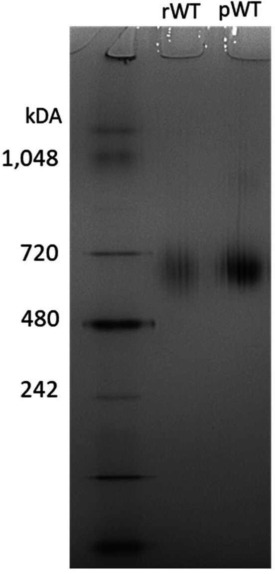 Figure 1—figure supplement 1.