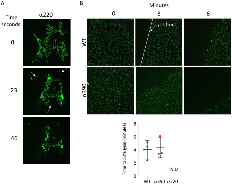 Figure 4—figure supplement 1.