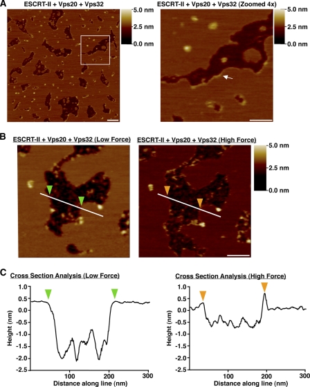 FIGURE 4.