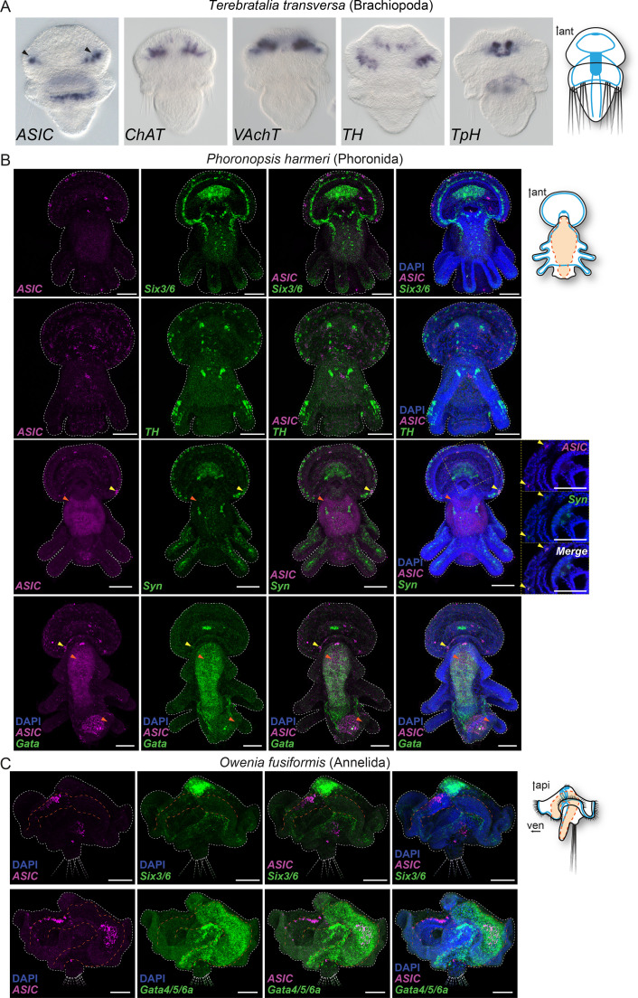 Figure 4—figure supplement 1.