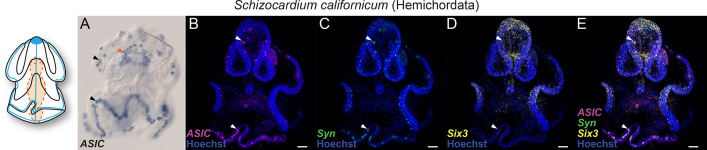 Figure 5—figure supplement 1.