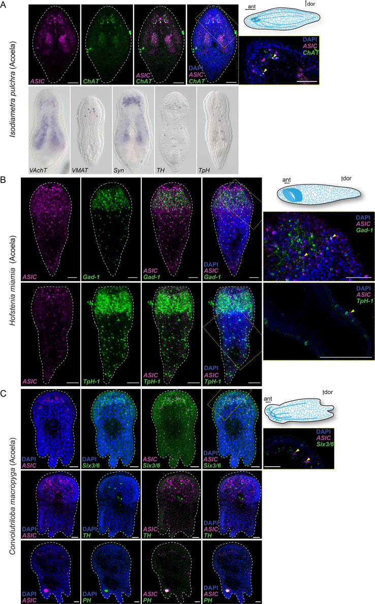 Figure 3—figure supplement 1.
