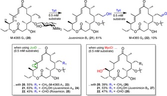 Scheme 7