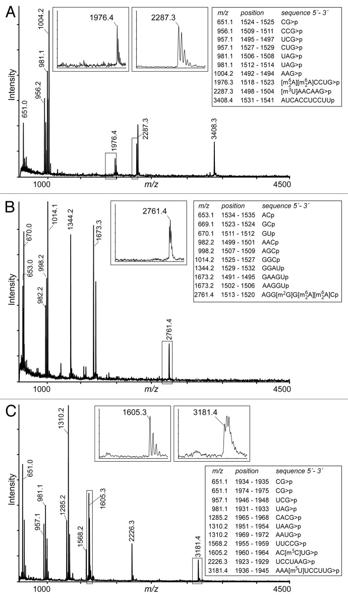 graphic file with name rna-10-1324-g2.jpg