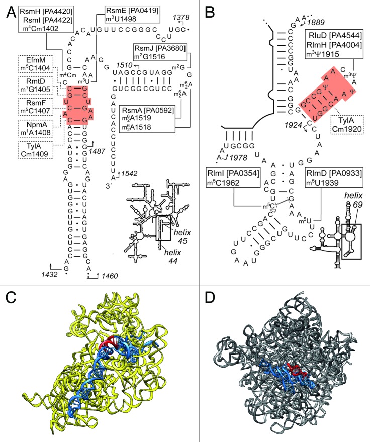 graphic file with name rna-10-1324-g1.jpg