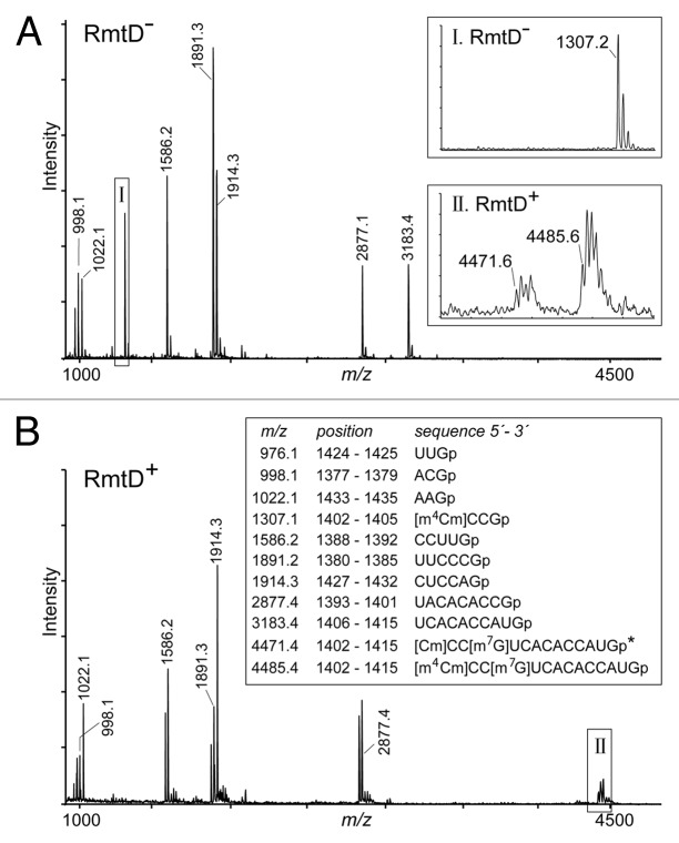 graphic file with name rna-10-1324-g4.jpg