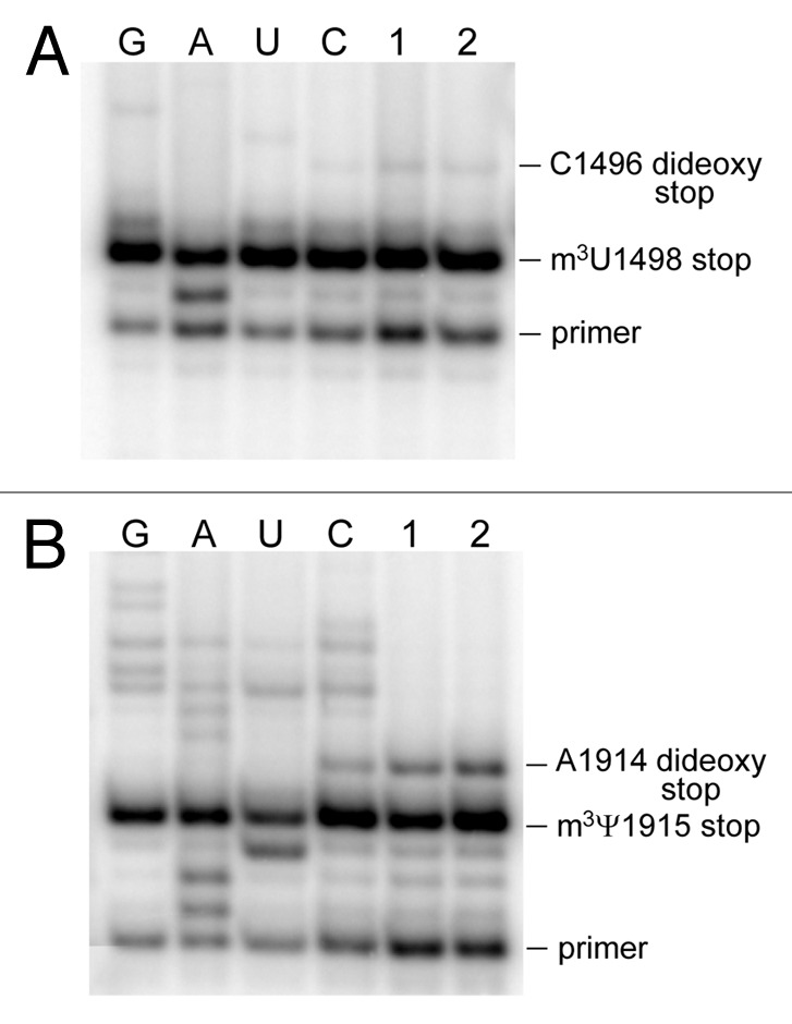 graphic file with name rna-10-1324-g3.jpg