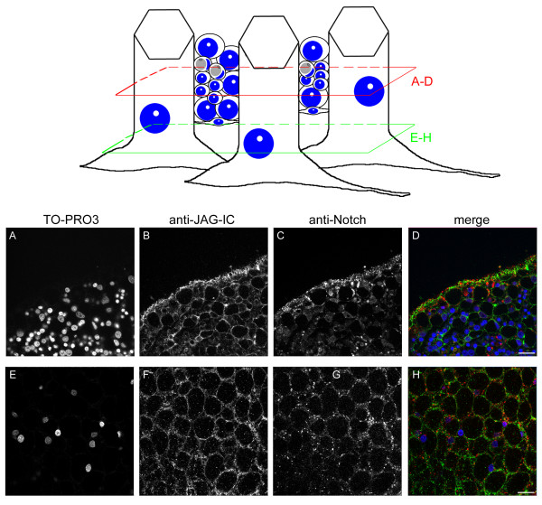 Figure 13