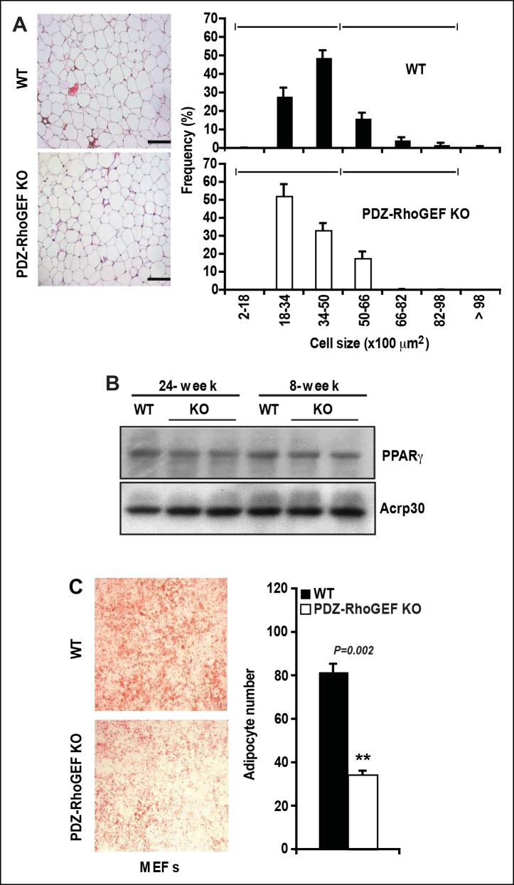 Figure 3—figure supplement 1.