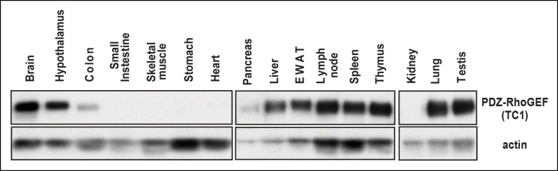 Figure 5—figure supplement 1.