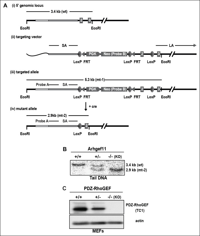 Figure 1—figure supplement 1.