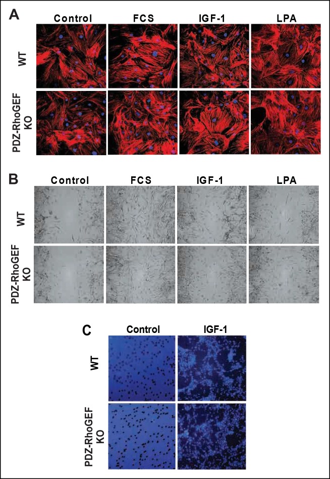 Figure 4—figure supplement 1.