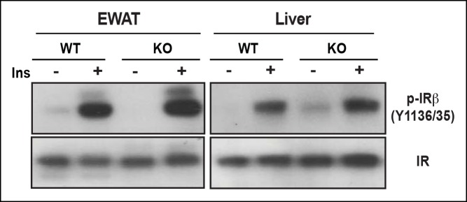 Figure 7—figure supplement 1.