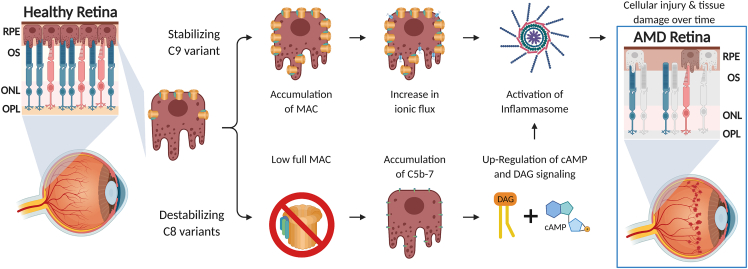 Figure 4