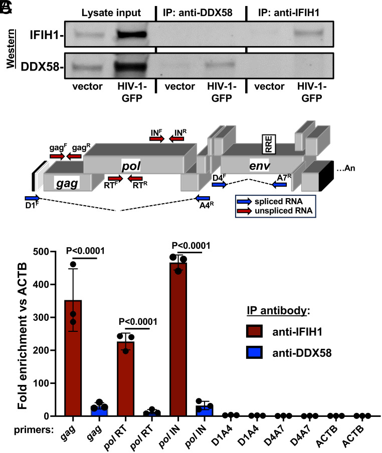 Fig. 8.